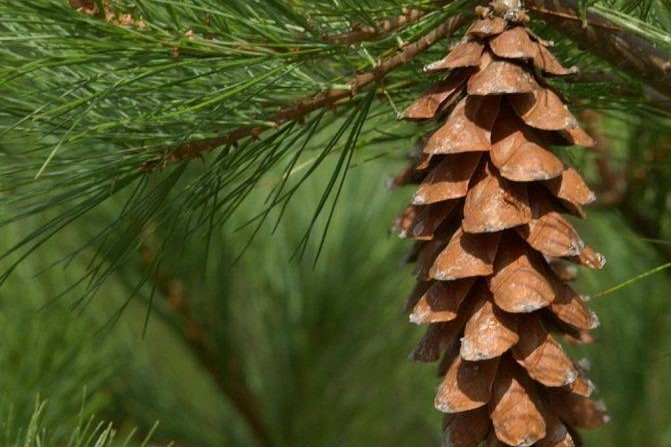 pine cone