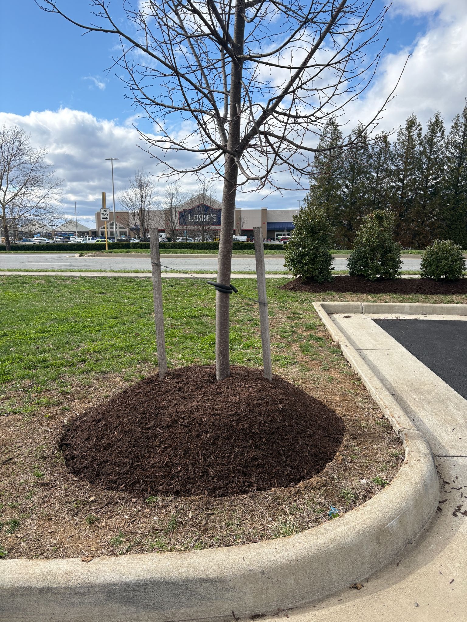 How to Mulch a Tree the Right Way (And Avoid the “Mulch Volcano” Mistake)